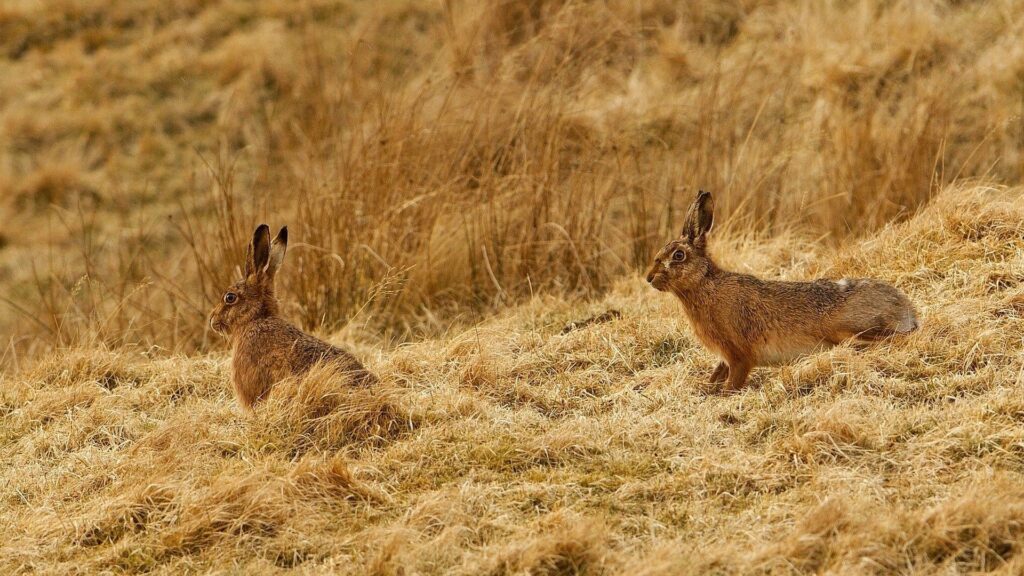 Serene Rabbits on Dry Grass: Calm Nature Wallpaper 1920x1080