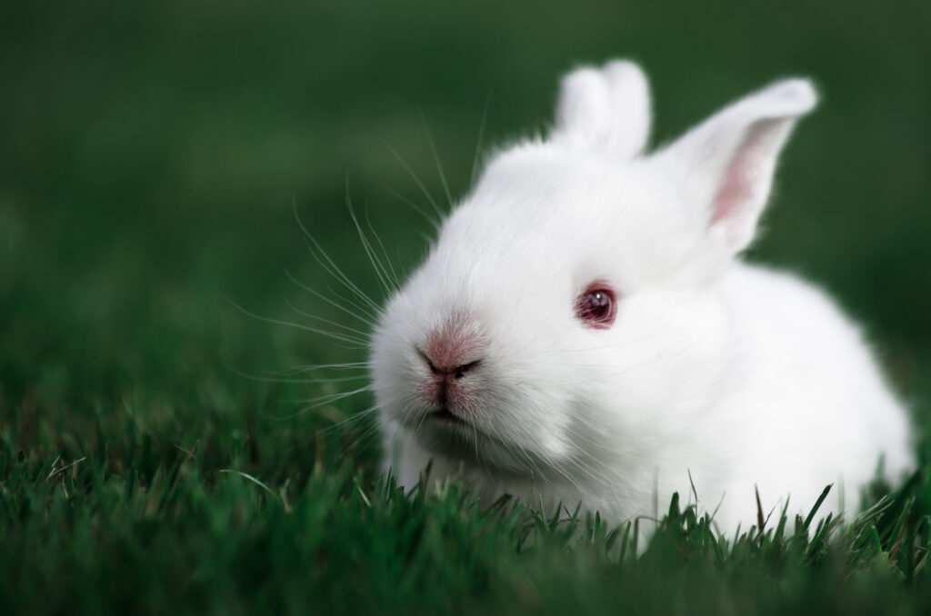 Serene White Rabbit Wallpaper in Lush Green Grass - Calming Background