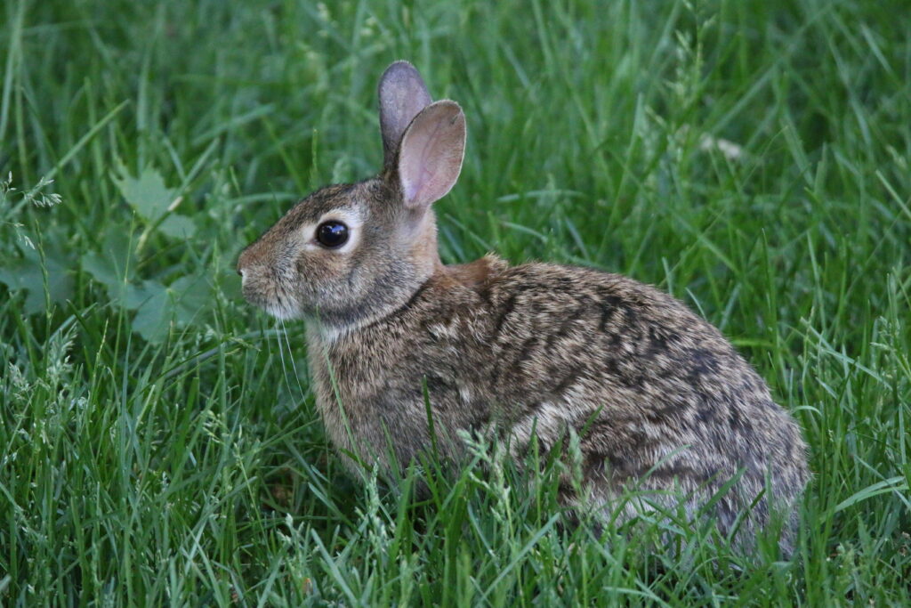 Serene Rabbit in Lush Green Grass - Nature Wallpaper Background