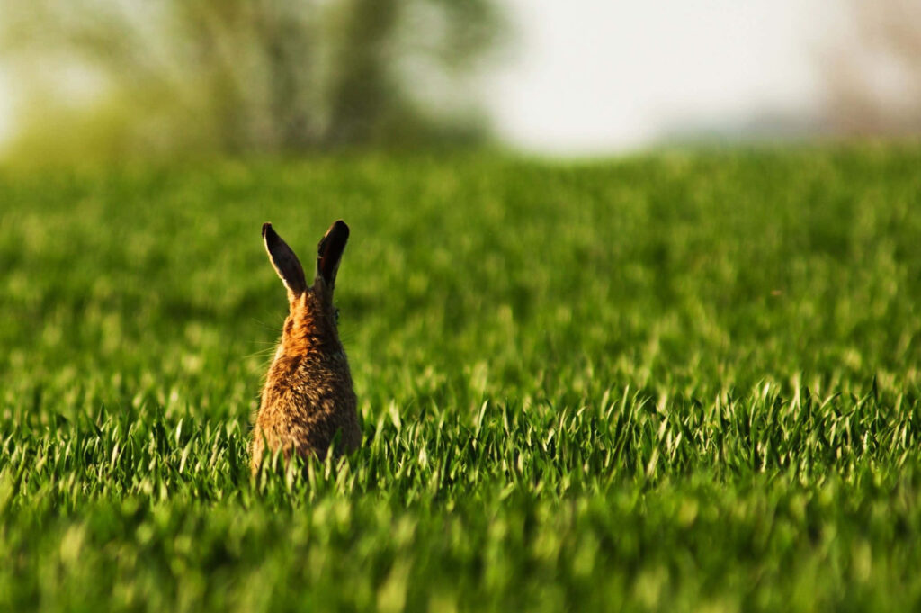 Tranquil Rabbit in Lush Green Meadow Under Clear Sky - Nature's Serenity Wallpaper