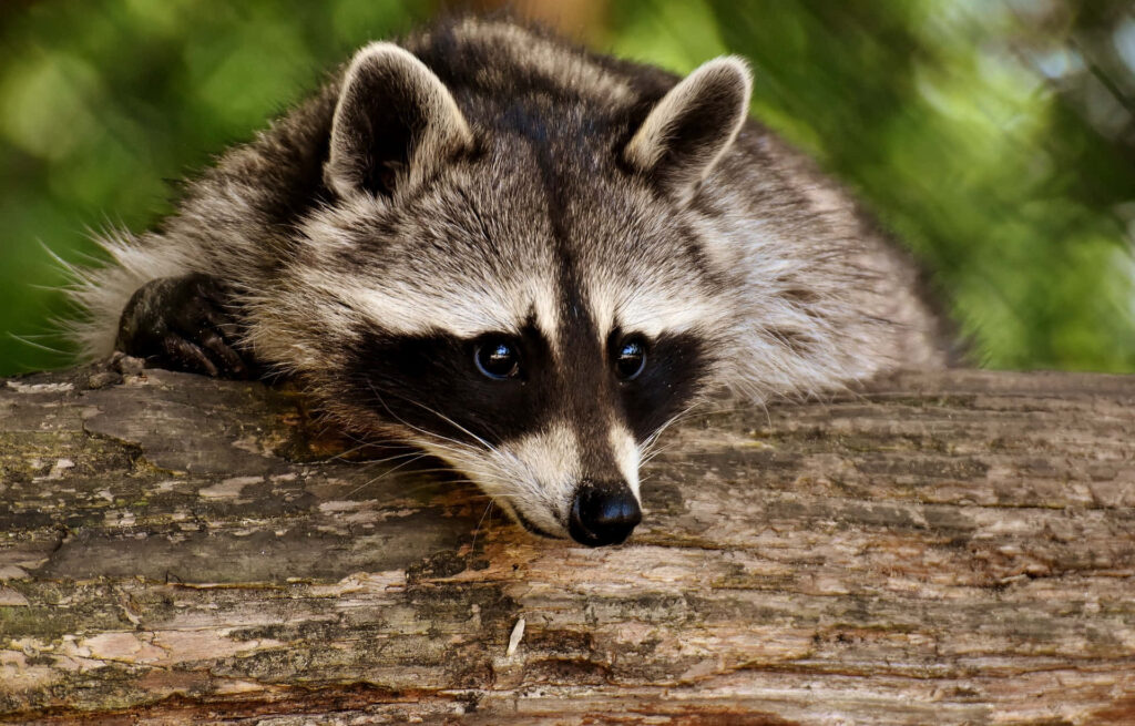 Close-Up Raccoon Resting on Log with Blurred Nature Background Wallpaper