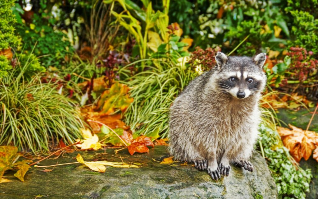 Serene Raccoon on Rock: Vibrant Autumn Wallpaper 2560x1600