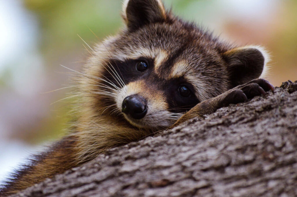 Charming Raccoon Wallpaper: Relaxing Scene on Tree Branch