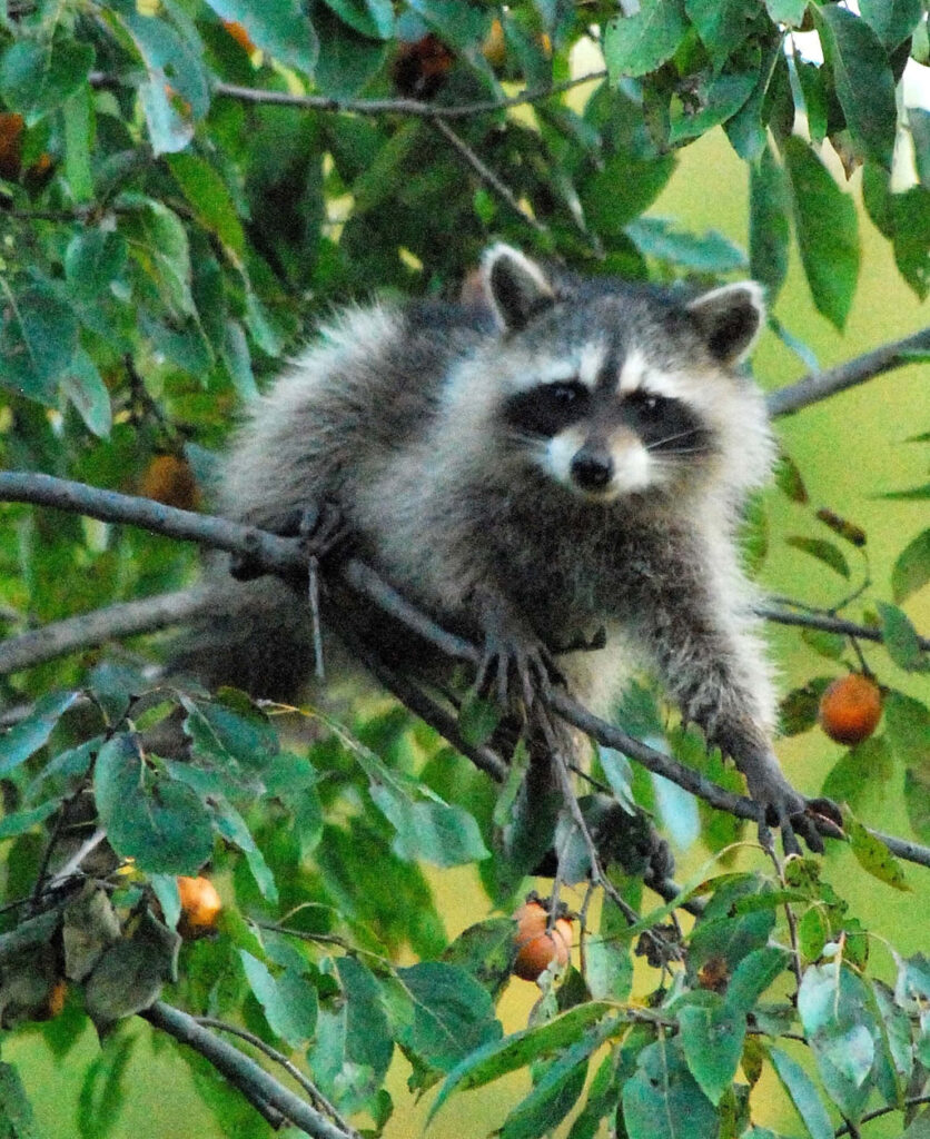 Charming Raccoon on Tree Branch - Serene Woodland Wallpaper