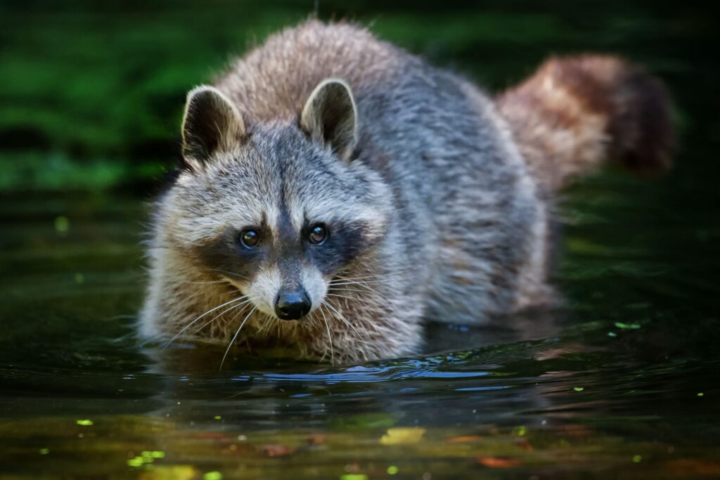 Serene Raccoon Wallpaper: Detailed Fur & Reflective Water Scene