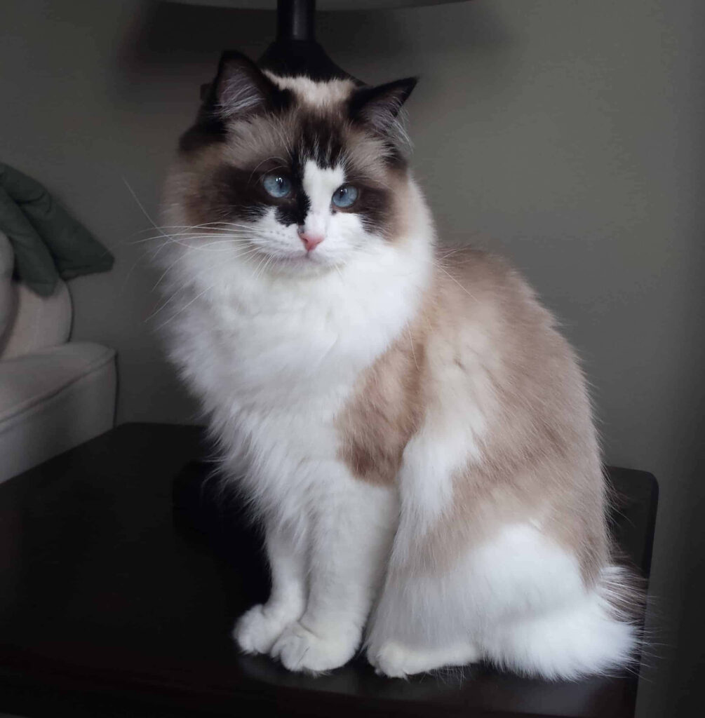 Serene Ragdoll Cat with Blue Eyes - Cozy Greenery Wallpaper