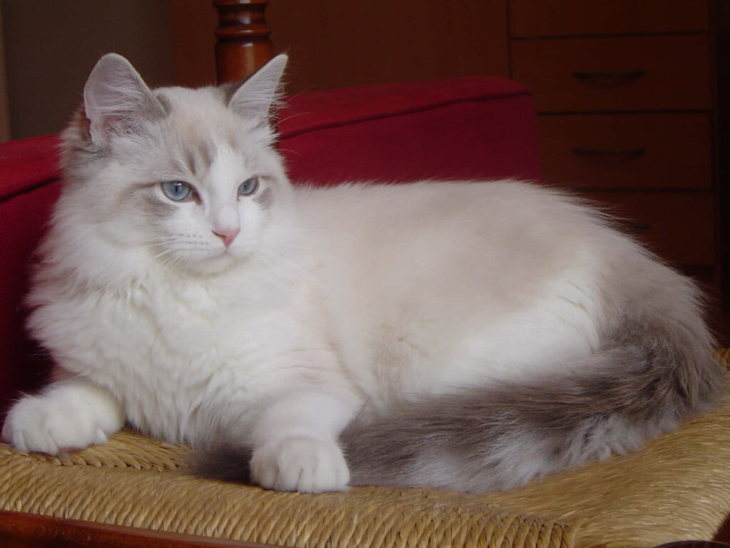 Serene Ragdoll Cat Wallpaper: Peaceful Fur & Striking Blue Eyes