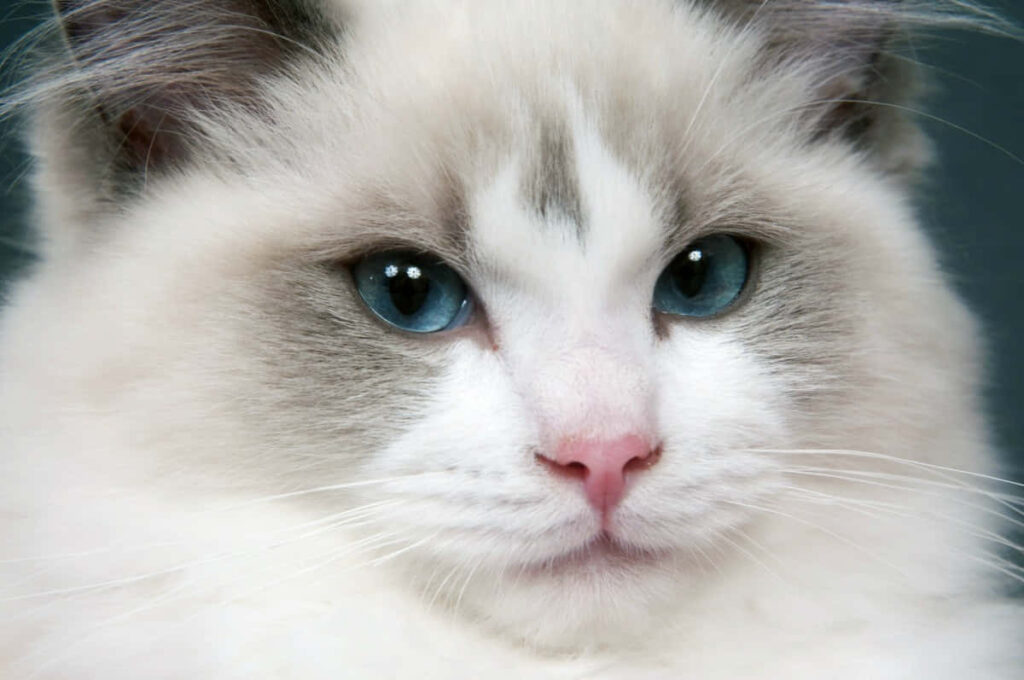 Serene Ragdoll Cat Wallpaper: Calm Blue-Eyed Beauty in Sunlight