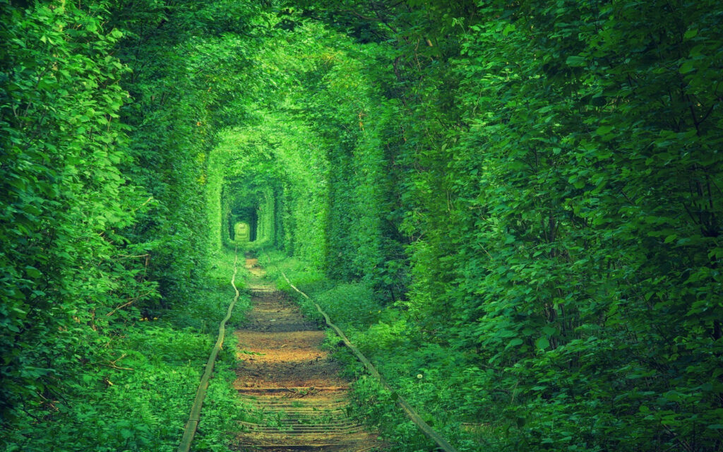 Serene Railway Path Wallpaper: Tranquil Green Tree Tunnel