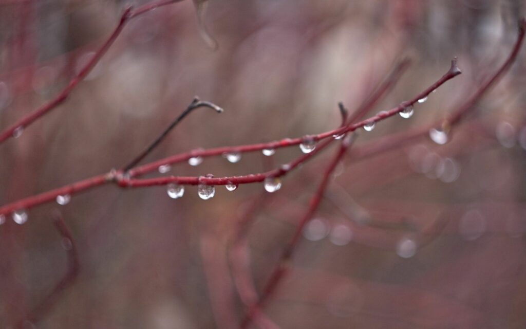 Serene Raindrops on Branch - Peaceful Wallpaper Background