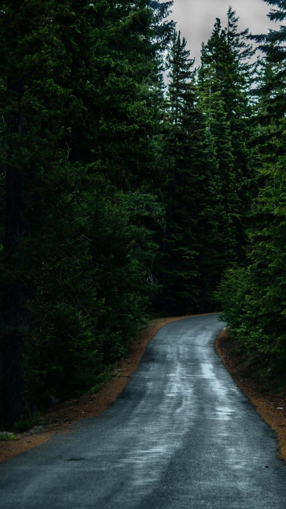 Wet winding road through dense dark coniferous forest after rainstorm nature wallpaper background