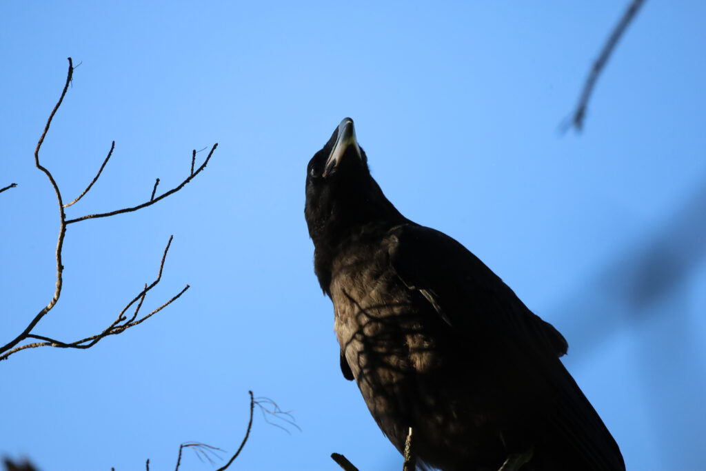 Raven Silhouette Wallpaper: Serene Wildlife Against Blue Sky