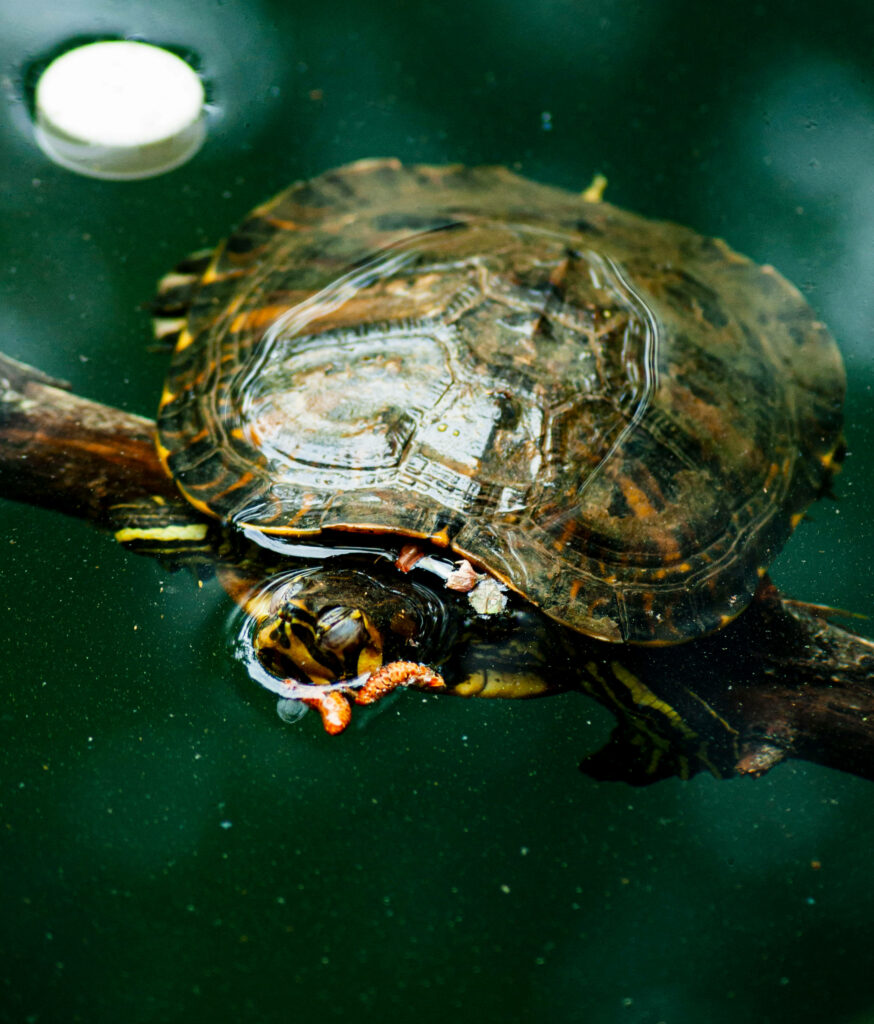 Graceful Red-Eared Slider Turtle Wallpaper in Serene Aquatic Background