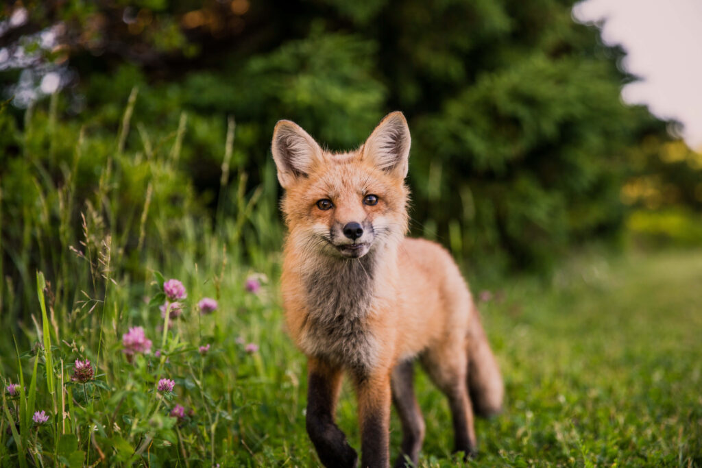 Vibrant Red Fox in Lush Greenery Surrounded by Purple Wildflowers Wallpaper