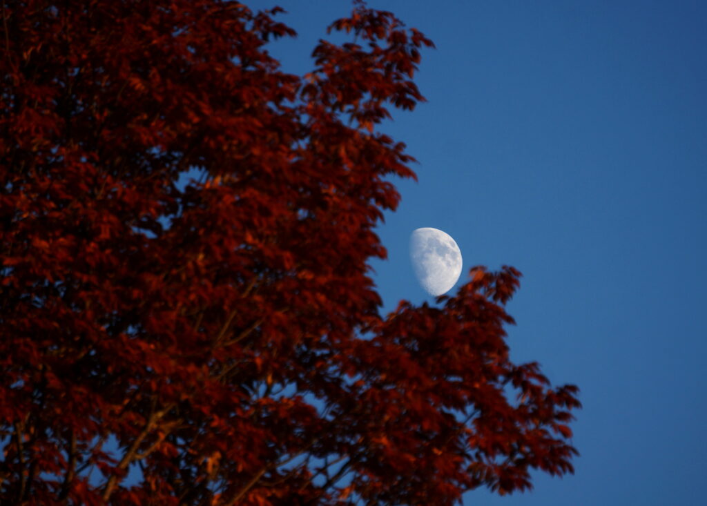 Serene wallpaper with vibrant red tree and bright white moon against clear blue evening sky