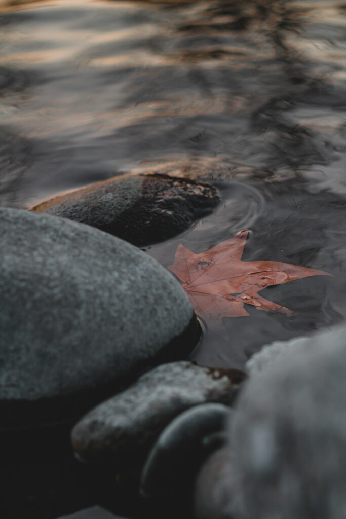 Red Leaf on Stones: Serene Wallpaper Background with Calm Water
