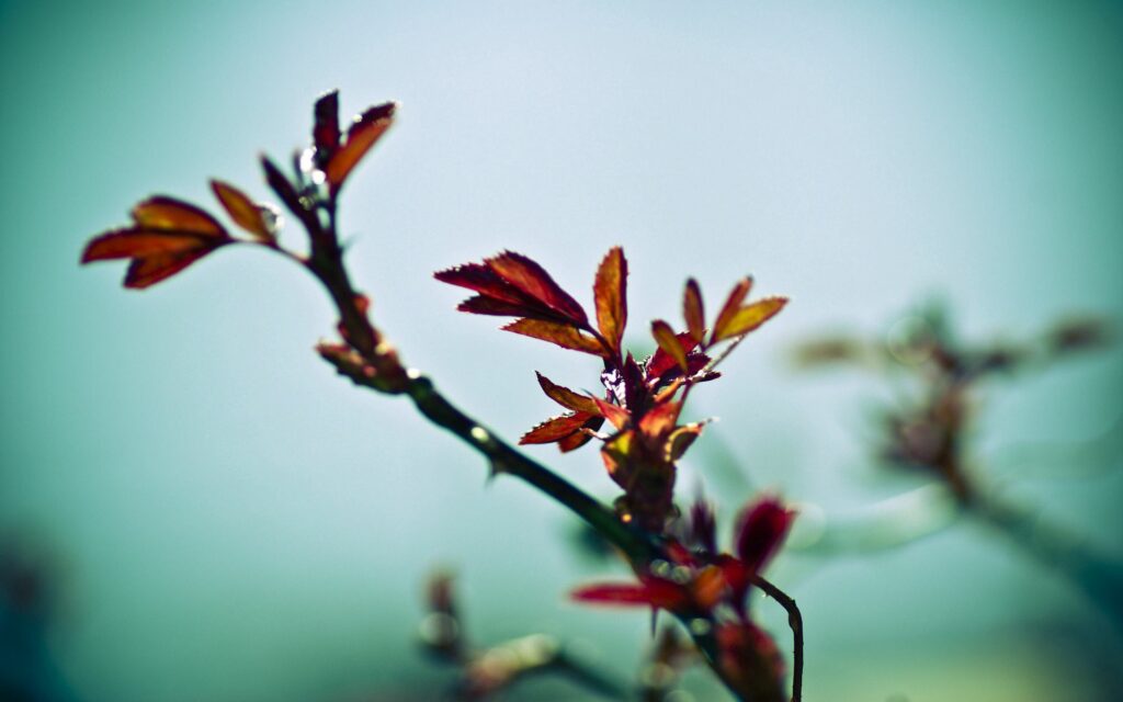 Serene Red Leaf Branch Wallpaper: Calming Nature Background