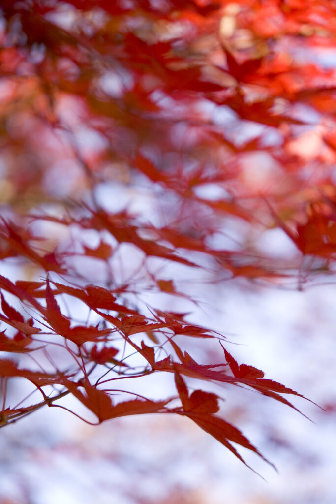 Delicate red maple leaves on branches with soft blurred autumn background wallpaper