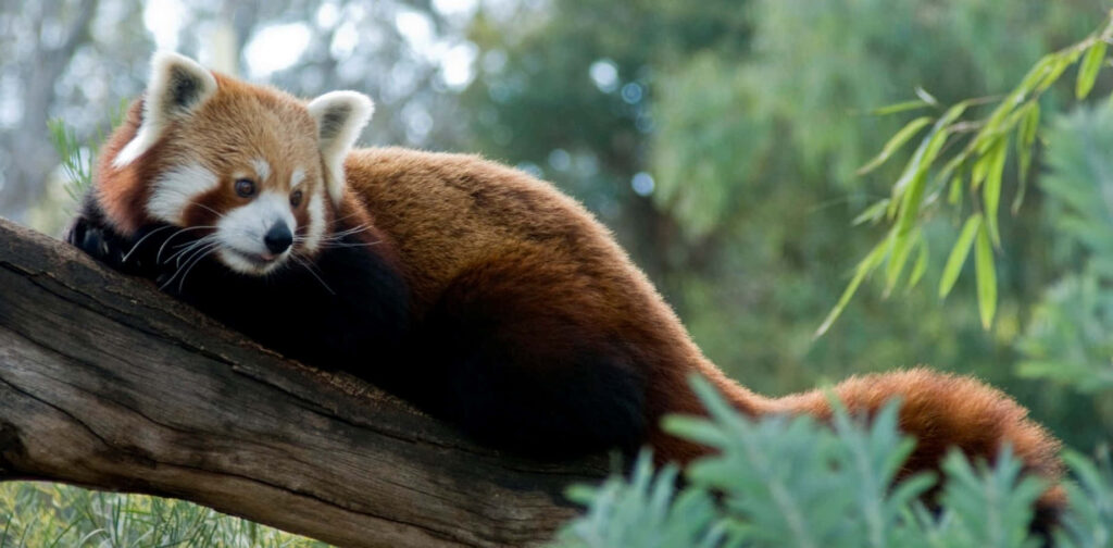 Serene Red Panda Wallpaper: Tranquil Nature Background with Greens