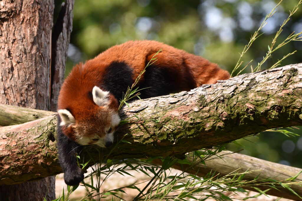Serene Red Panda Wallpaper: Vibrant Wildlife in Natural Habitat