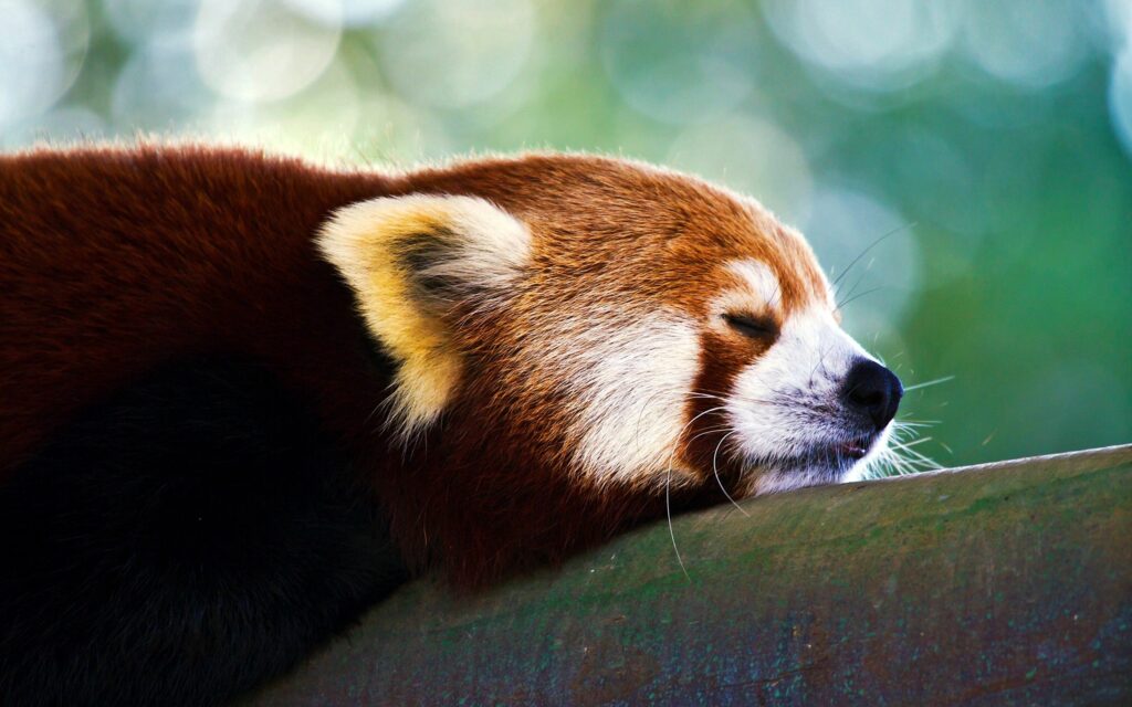 Tranquil Red Panda Sleeping on Branch - Serene Wallpaper Background