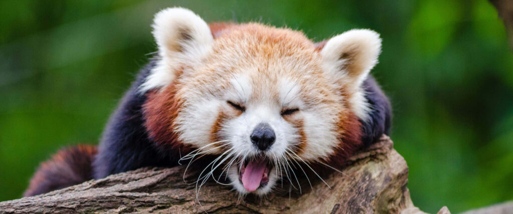 Serene Red Panda on Log - Relaxing Nature Wallpaper