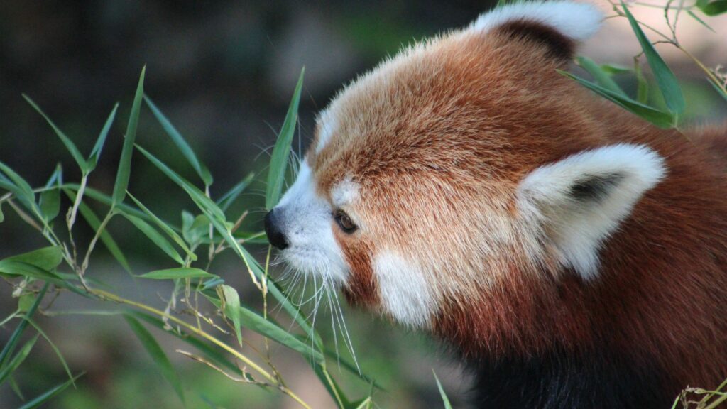 Serene Red Panda Wallpaper: Russet Fur & Bamboo Bliss