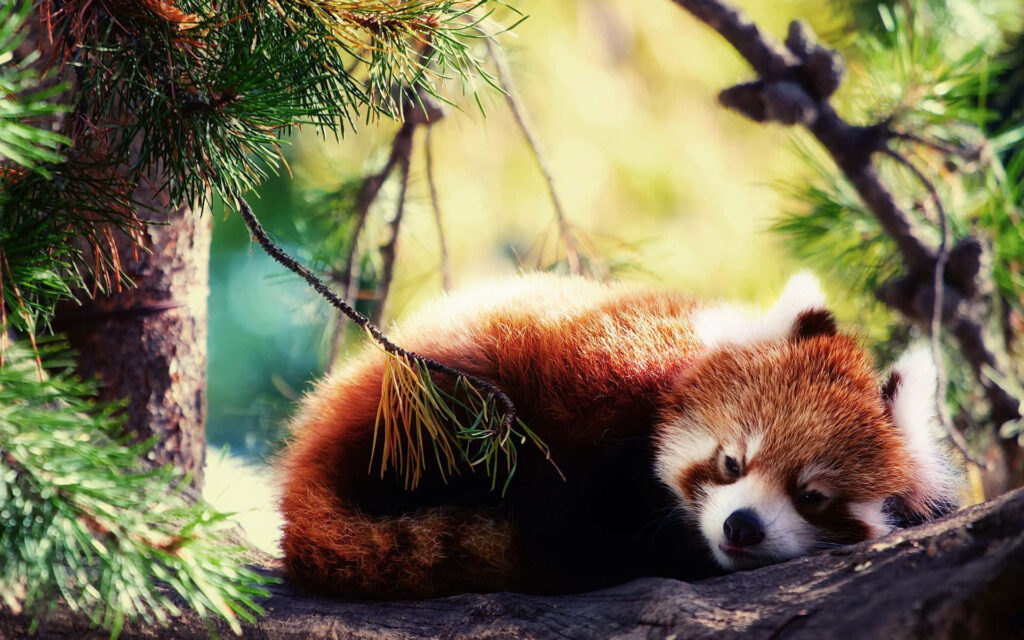 Sleepy Cute Red Panda Wallpaper Amidst Lush Green Foliage