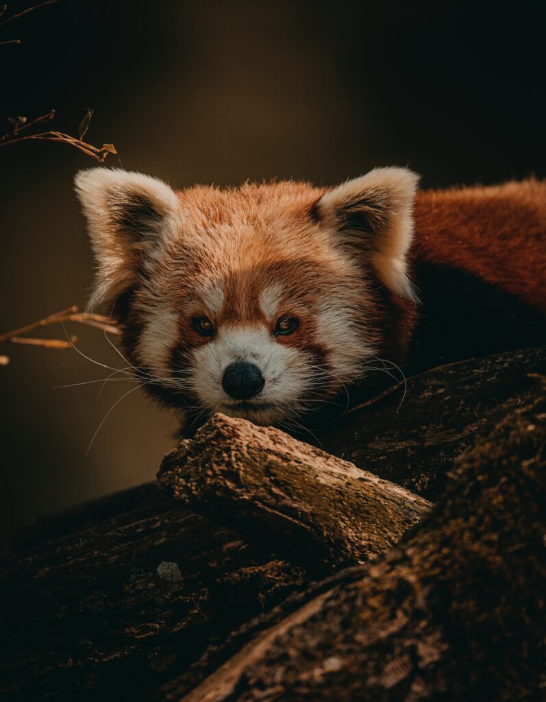 Serene Red Panda Wallpaper: Close-Up on a Tree Branch