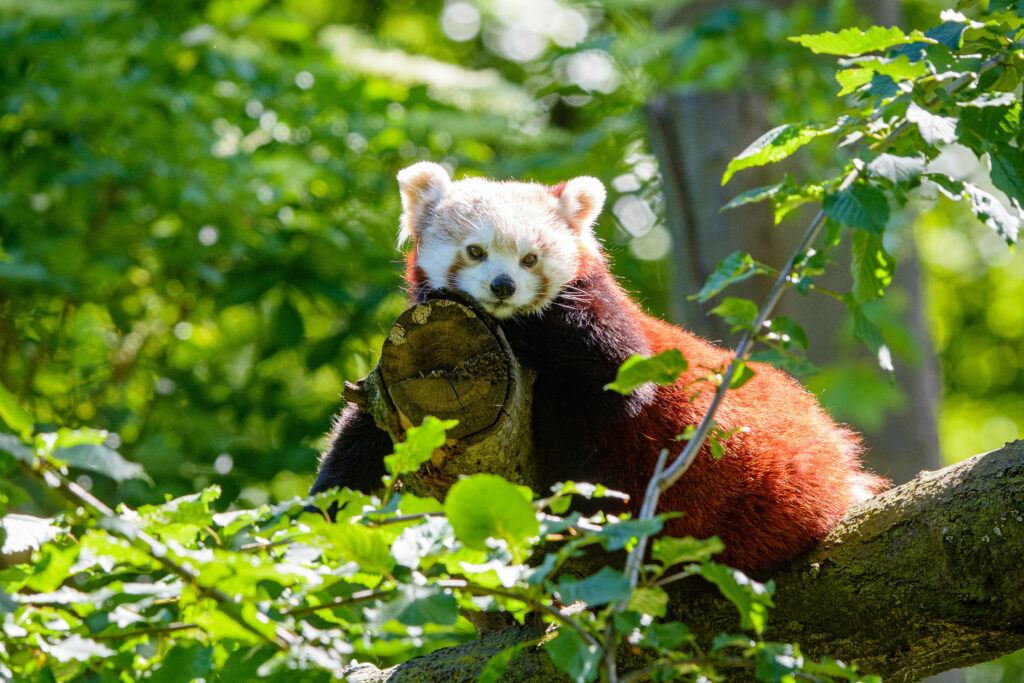 Red Panda on Tree Branch: A Serene Nature Scene' Wallpaper