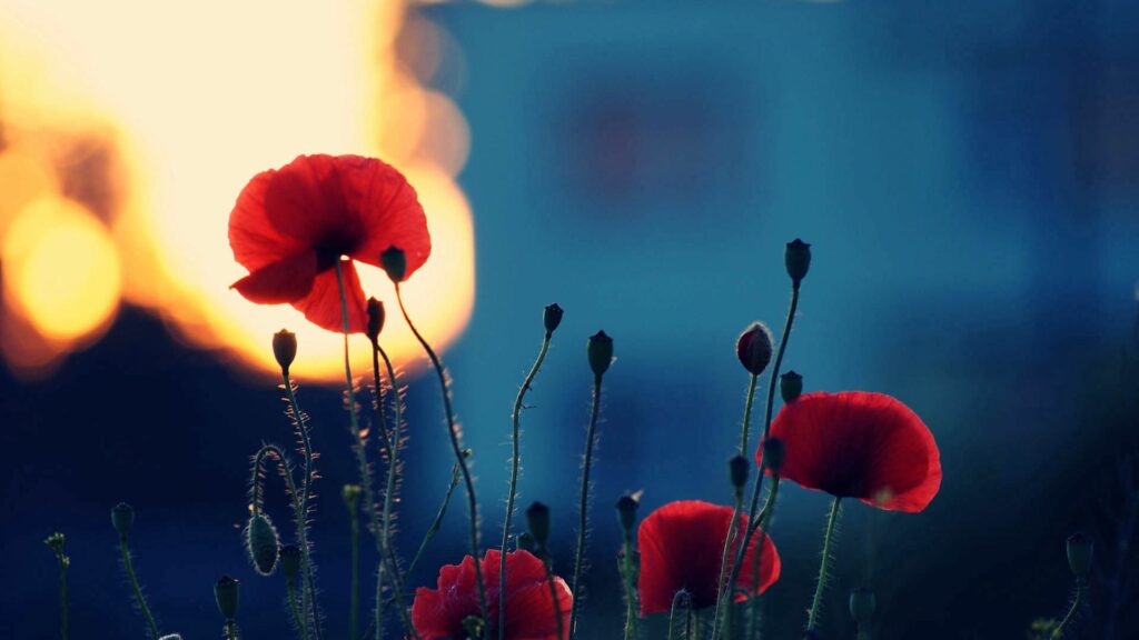 Vibrant Red Poppies Wallpaper with Soft Golden Glow Background
