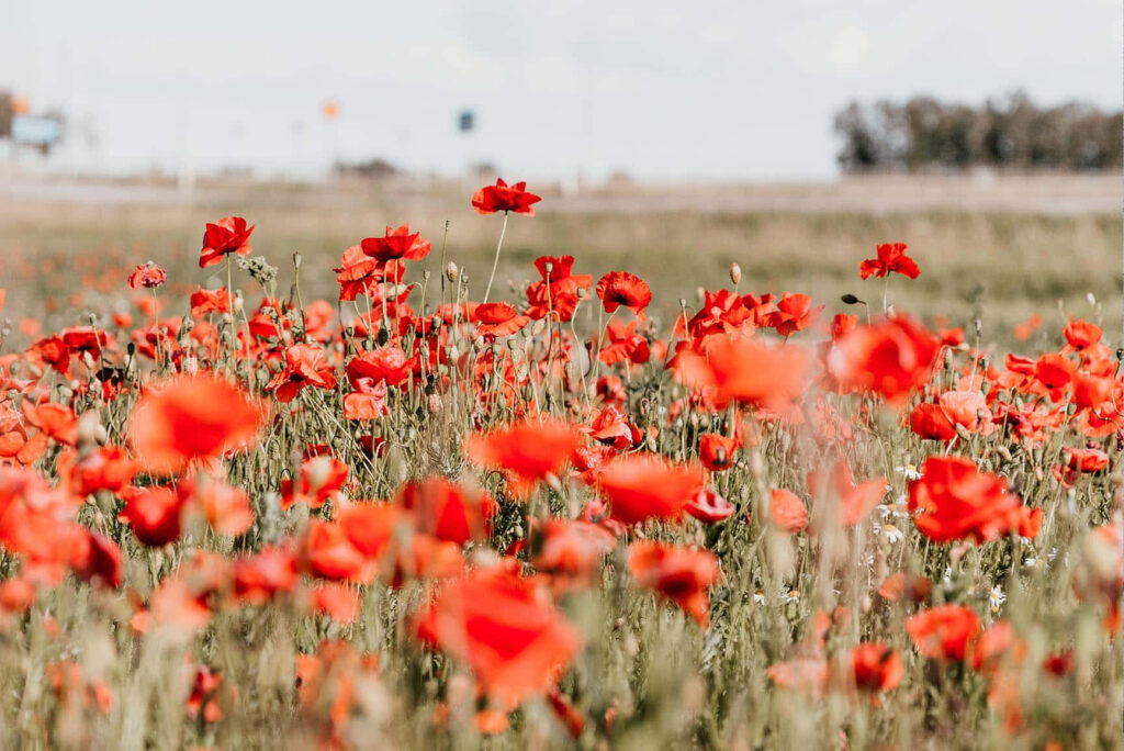 Serene Red Poppy Field Under Clear Sky – Vibrant Nature Background Wallpaper