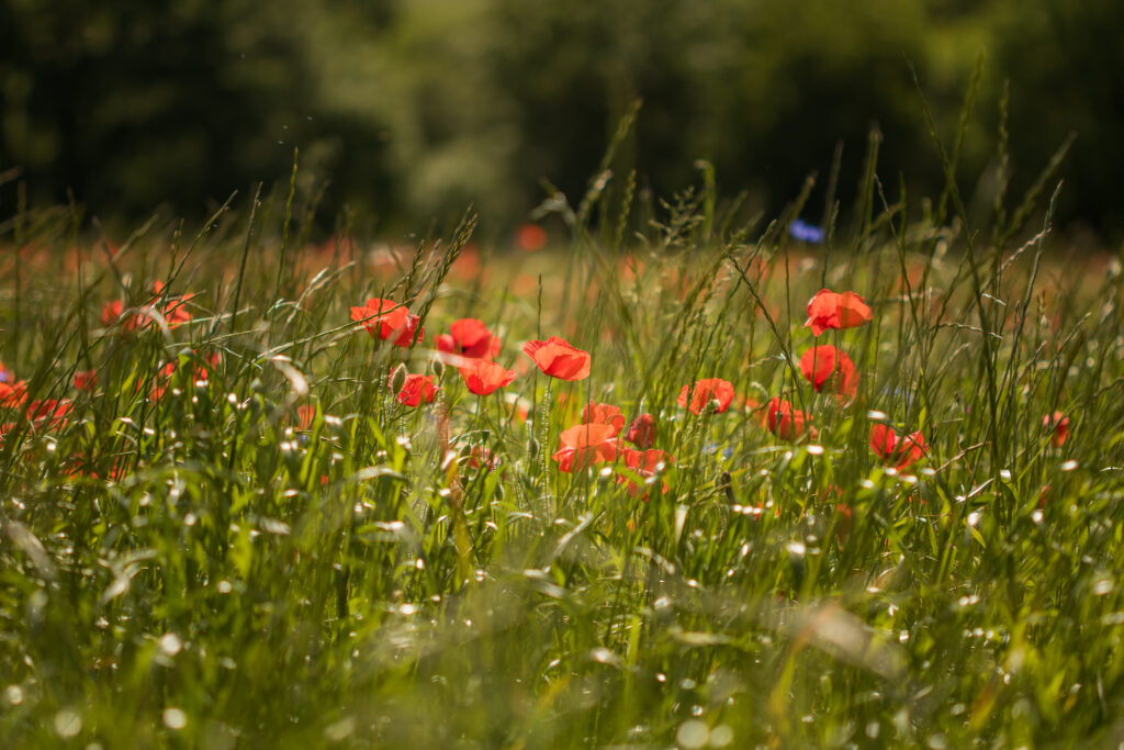Serene Red Poppy Field Wallpaper: Vibrant Floral Background