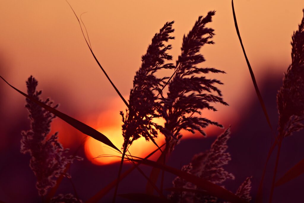Serene Reed Panicles at Dawn: Tranquil Nature Wallpaper Background