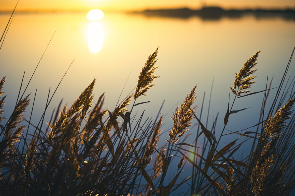 Tranquil Sunset Wallpaper: Reeds by a Calm Lake in Focus