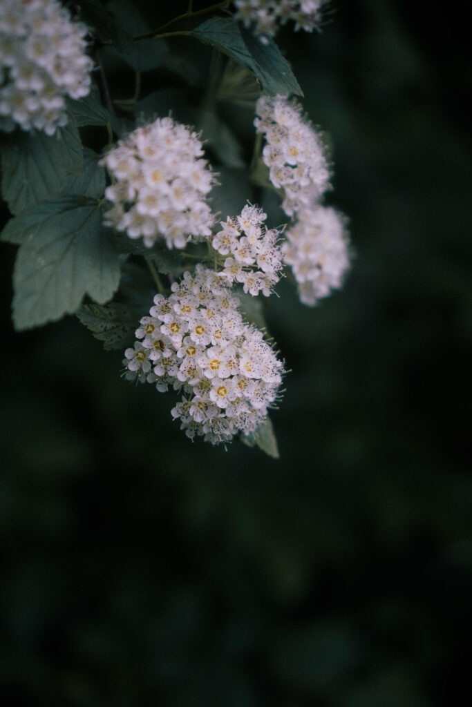 Elegant Reeve's Spiraea Flowers Wallpaper for Android Devices