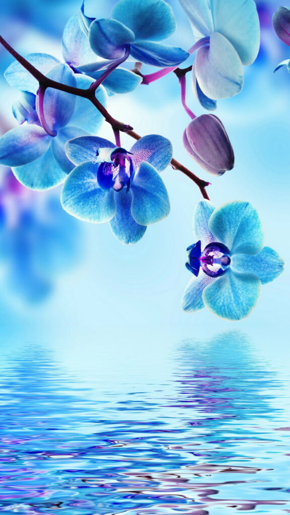 Ethereal Reflection: A Captivating Blue Orchid amidst Water's Glistening Masterpiece Wallpaper