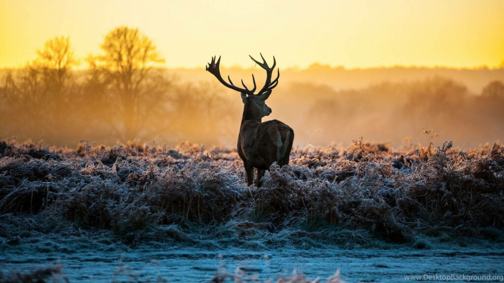 Majestic Reindeer Sunset Wallpaper: Serene Frosty Field Background