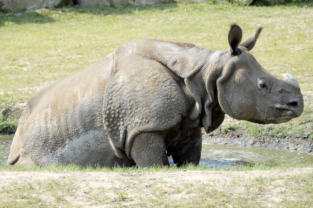 Serene Rhinoceros Bathing in a Muddy Puddle – Natural Wallpaper