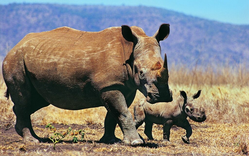Serene Rhinoceros Family Wallpaper - Grassy Landscape & Blue Sky