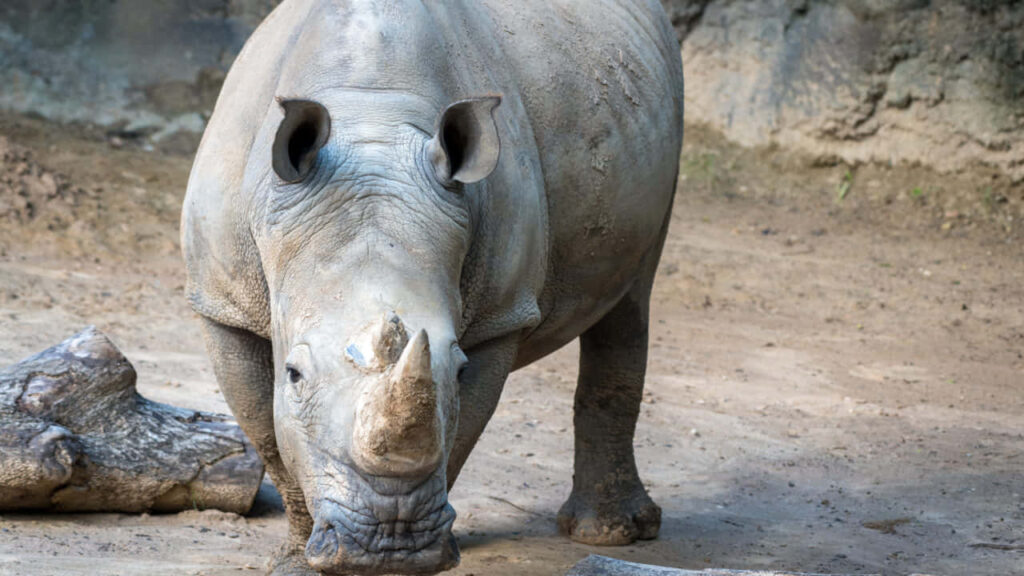 Serene Rhinoceros Napping in Natural Habitat - Tranquil Wallpaper