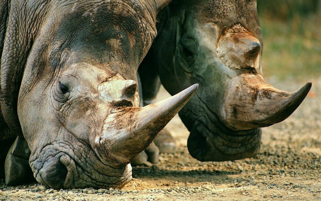 Serene Rhino Wallpaper: Close-Up of Grazing Rhinos in Nature
