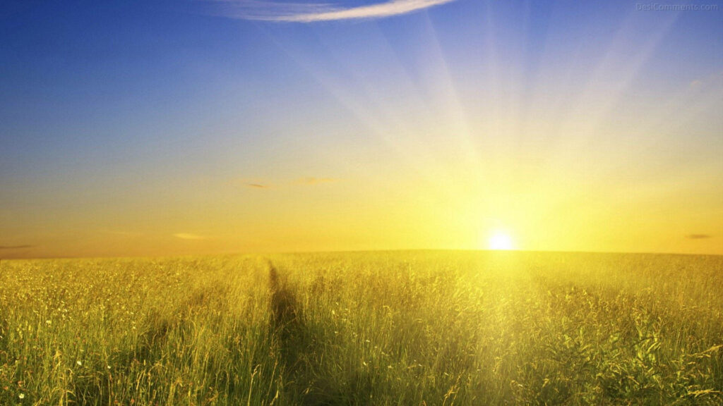 Serene HD Wallpaper: Rising Sun Over Lush Green Meadow Background