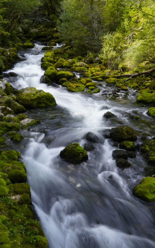 Serene river flowing over mossy stones surrounded by lush green trees nature wallpaper background