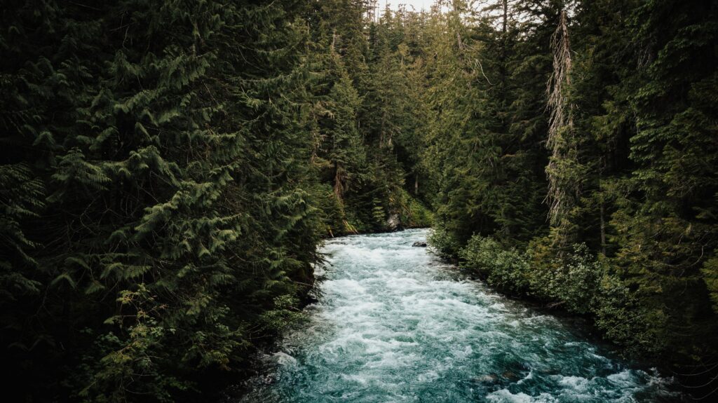 Vibrant blue river flowing through dense evergreen forest lush greenery serene nature wallpaper