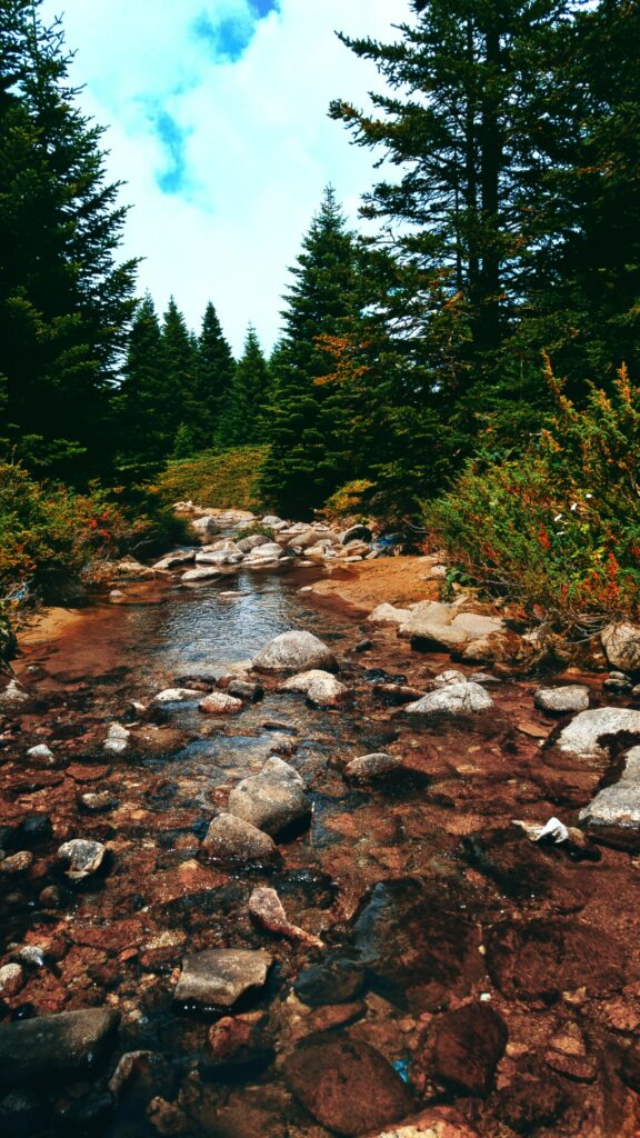 Serene river flowing over smooth stones framed by lush spruce trees under blue sky wallpaper