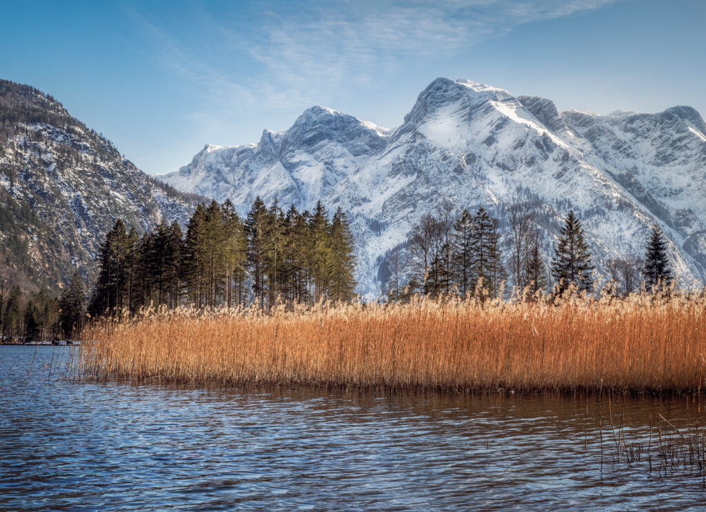 Serene river flowing by golden reeds green grass with snow-capped mountains under blue sky wallpaper