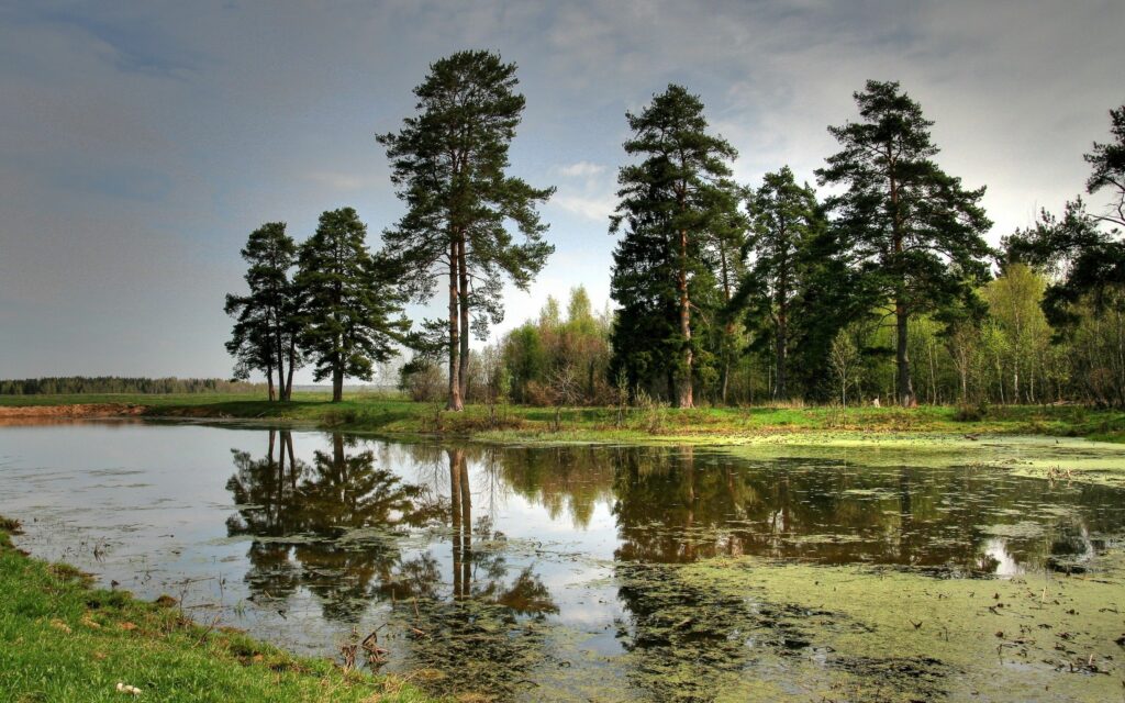 Serene river with tall trees reflecting on calm water under clear sky peaceful natural landscape Wallpaper