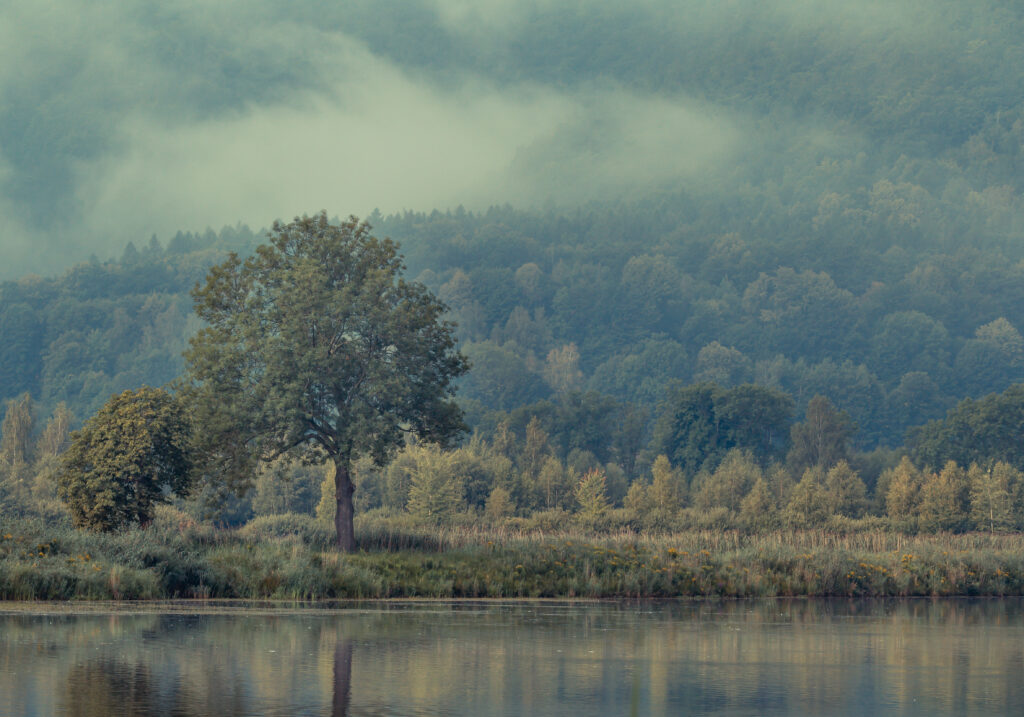 Tranquil nature wallpaper with solitary tree and river reflection in misty forested hills background