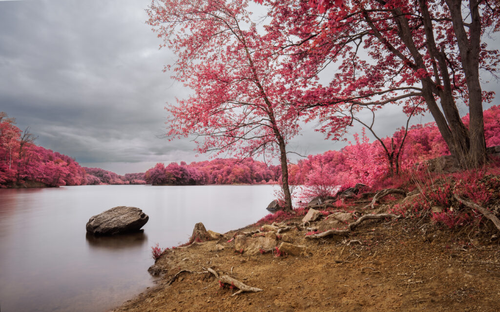 Serene river landscape with vibrant pink trees and reflective water under cloudy sky wallpaper